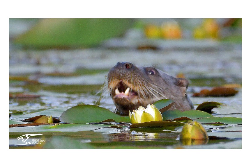 www.poozerie