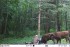смоленское Поозерье готовится к приёму новой партии зубров - 2 смоленское Поозерье готовится к приёму новой партии зубров - фото - 2