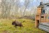 к нашим зубрам приехали родственники - фото - 6