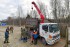 зубров в Поозерье становится всё больше - фото - 5