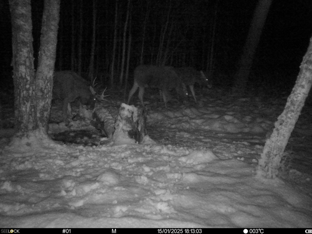 Работа фотоловушки на территории национального парка, на солонце - лоси.