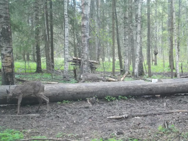 Работа фотоловушек на территории национального парка - косули (самец и самка) и зубры.