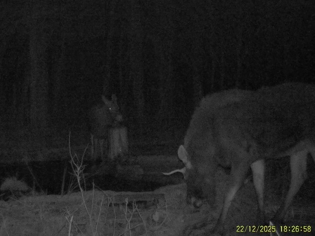 Работа фотоловушек на территории национального парка - лось самец и самка на одном из солонцов национального парка.