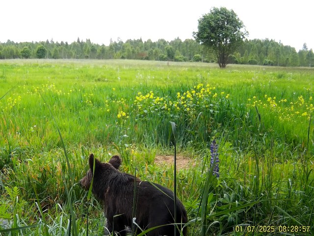 Работа фотоловушек на территории национального парка - медведь, заяц и лосиха с лосёнком.