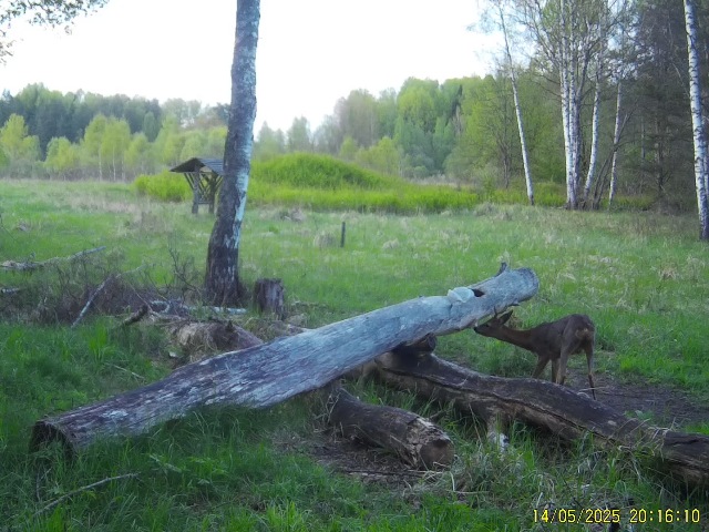 Работа фотоловушек на территории национального парка - лось и самка косули, в кадр с косулей попала гусеница. И стадо зубров (южная группа) на солонце.
