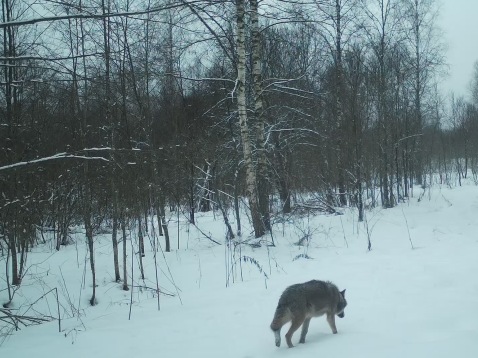 Волк на территории национального парка попался в объектив фотоловушки.