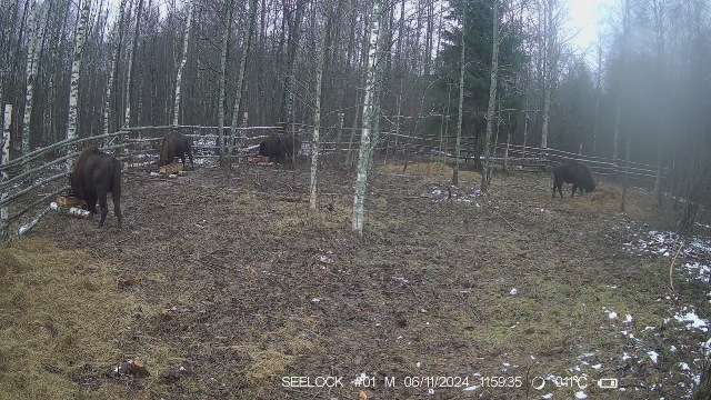 Жизнь зубров в карантинном вольере в ур. Шевелёво.