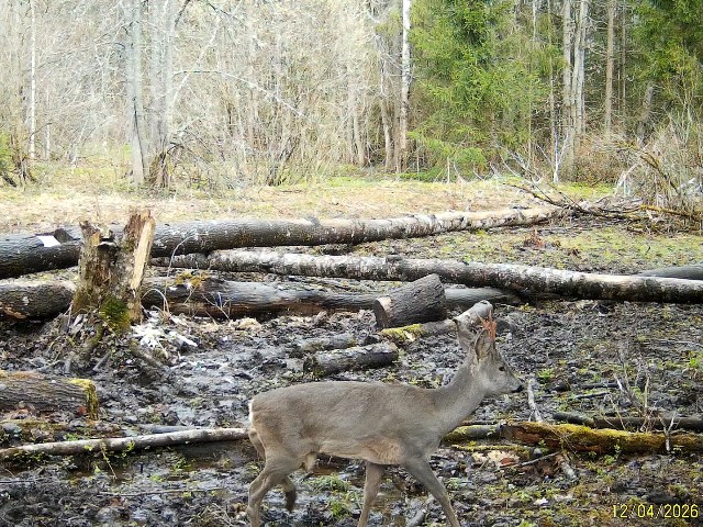 Работа фотоловушек на территории национального парка - косули (самец и самка), серый журавль на солонцах.