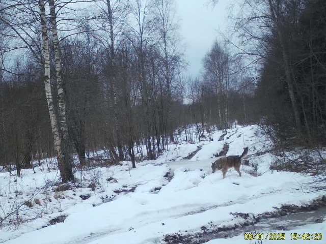 Работа фотоловушки на территории - волк и кабан на лесной дороге.