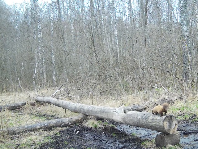 Работа фотоловушек на территории национального парка - куница, барсук и косуля на солонцах.