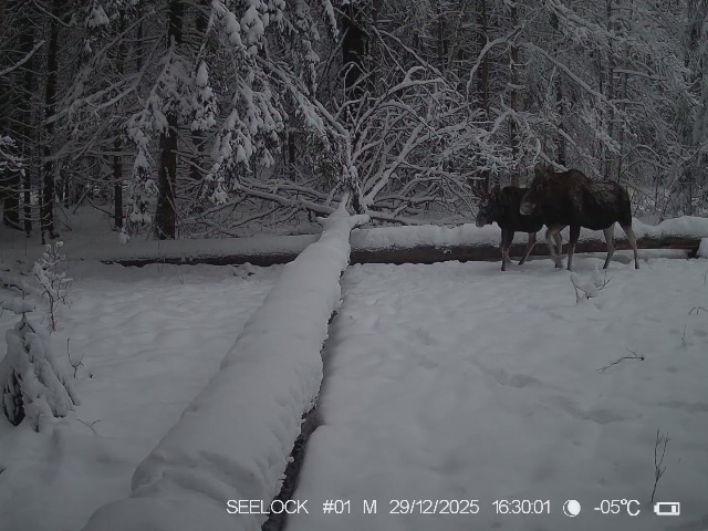 Зубры, 6 особей из центральной группировки, и двое лосей на солонце в Гласковской лесной даче. Фото с лесной камеры установленной в период с 29.12.2025 г. по 07.01.2025 г.
