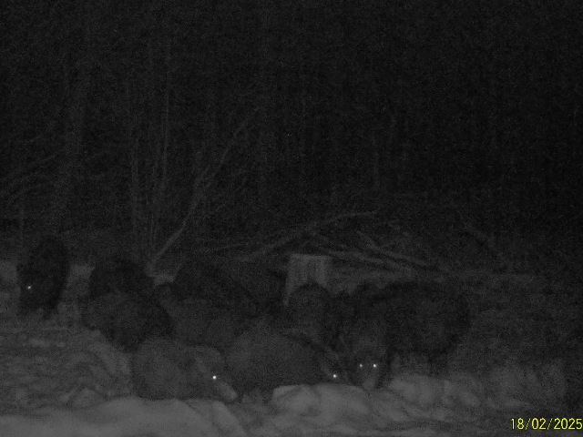 Работа фотоловушек на территории национального парка, солонцы - стадо кабанов около 25 особей, лось (самка и телёнок).