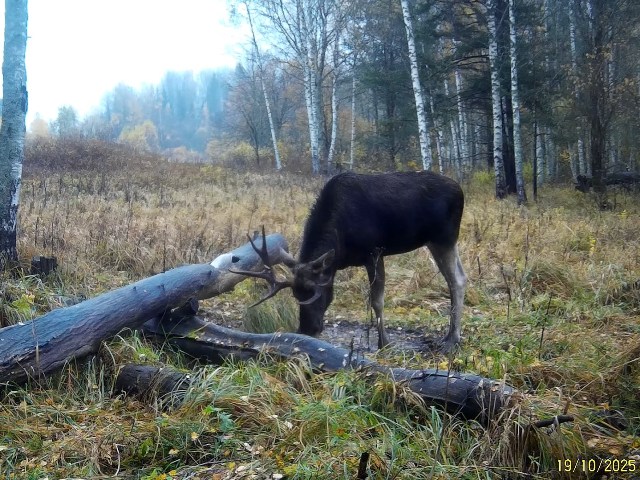 Работа фотоловушек на территории национального парка - красавец лось, лесной великан, охотно позировал перед лесной камерой поедая соль и пил воду. На другом солонце встретились самец и самка лося, в этот период у них продолжался гон.