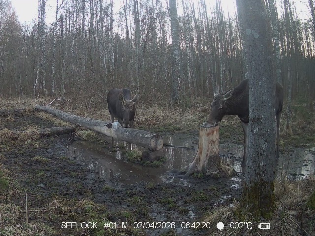 Работа фотоловушек на территории национального парка - лоси на солонце.