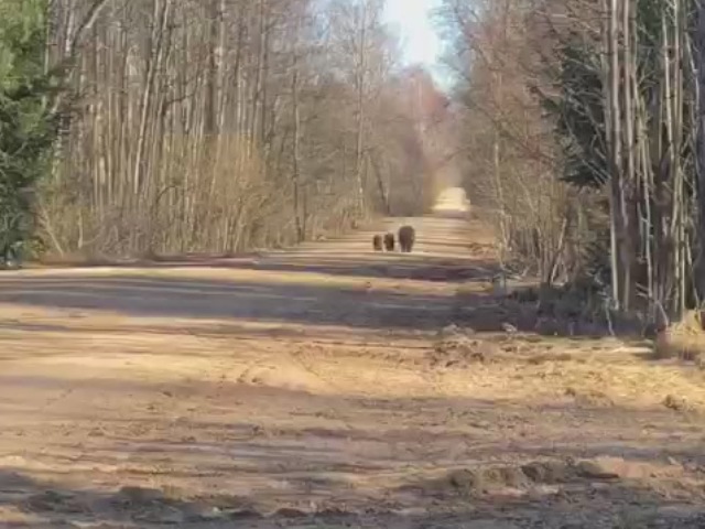 Медведица и два медвежонка на дороге д. Воробьи - д. Корево (автор видео – Николай Иванов).