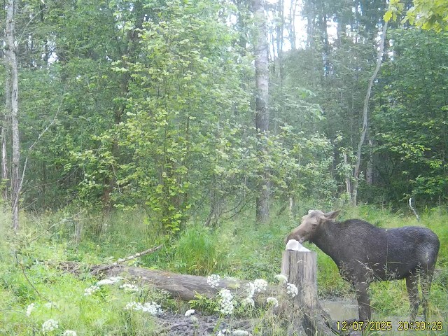 Работа фотоловушек на территории национального парка - лось на солонце.