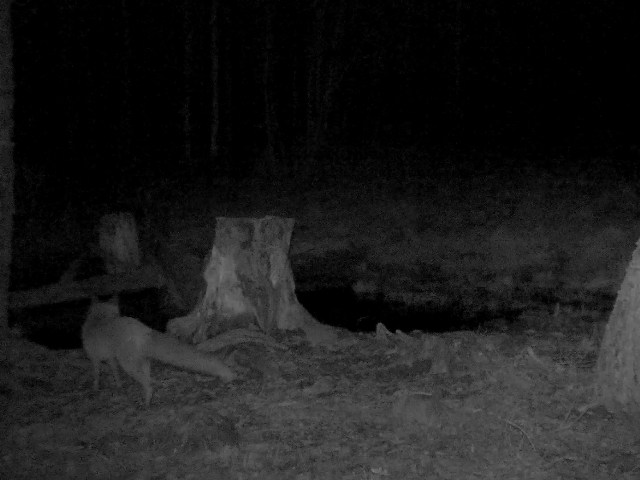 Работа фотоловушек на территории национального парка - лисица и олень.
