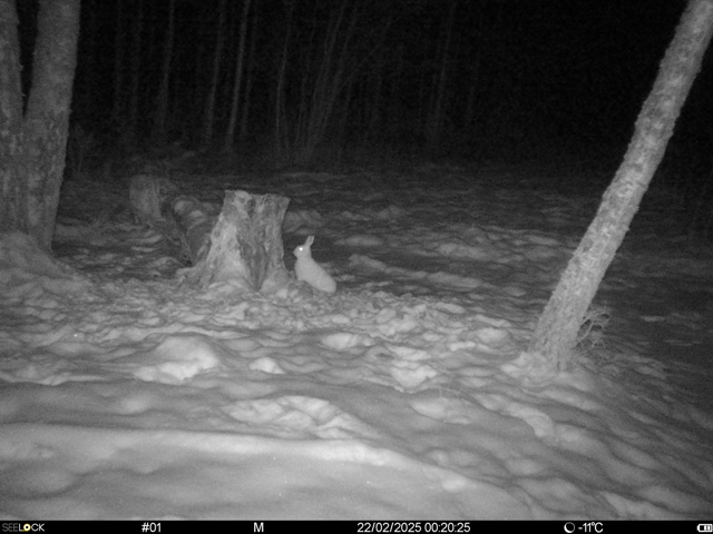 Работа фотоловушек на территории национального парка - заяц.
