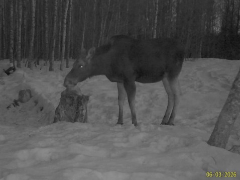 Работа фотоловушек на территории национального парка - лось и два зайца-беляка на солонцах.