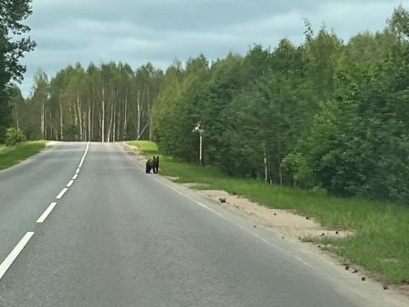 Медведь бежит по дороге перед д. Заборье (фото начальника отдела развития туризма Солар О.Г.).