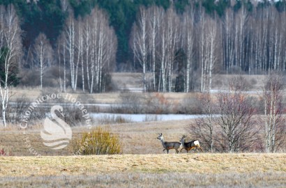 Косули. Фото: Г. Дубино
