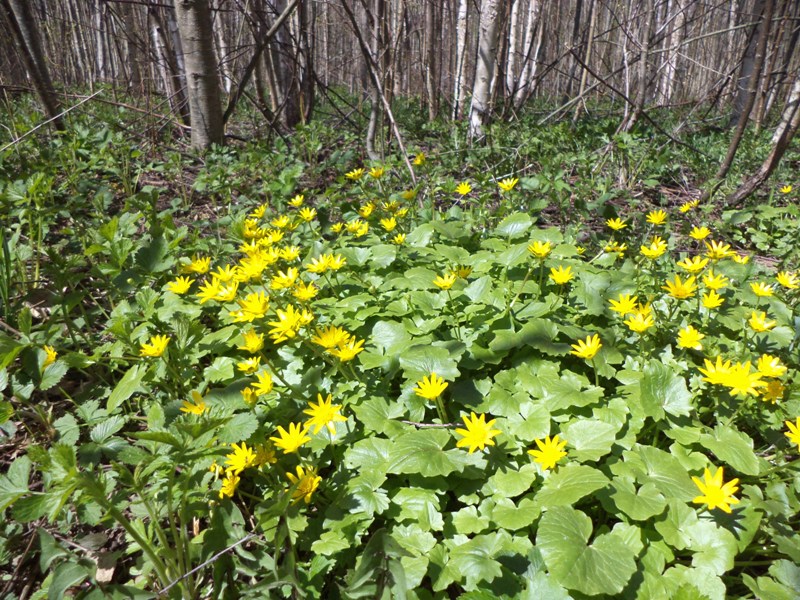 Чистяк весенний - начало цветения.