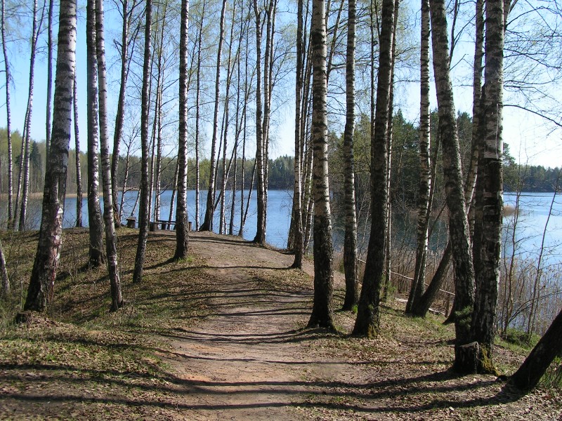 Сокодвижение у березы.