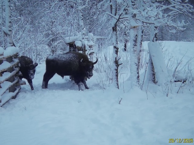 Стадо зубров, 6 особей из центральной группировки на подкормочной площадке в ур. Шевелёво. Фото с лесных камер за период с 27.12.2025 г. по 07.01.2026 г.