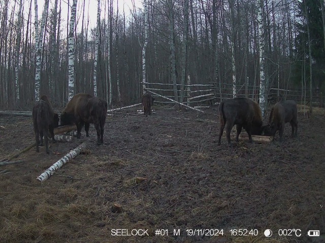 Зубры приходят к кормушкам на территории карантинного вольера в ур. Шевелёво. На террторию вольера приходит к кормушкам и енотовидная собака.