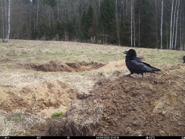 Работа фотоловушек на территории национального парка - вороны на приваде; лось самец, косуля самка, лось самец и стадо кабанов на солонцах, и тоже стадо кабанов на другом солонце.