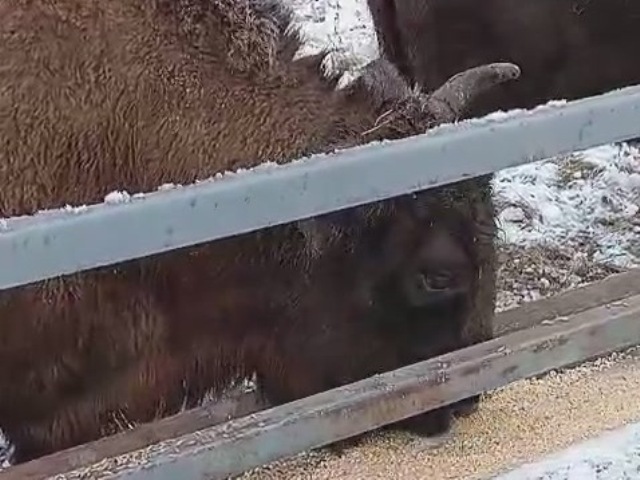 Зубры на подкормочной площадке в ур. Раковка, в том числе зубрица Смурка.