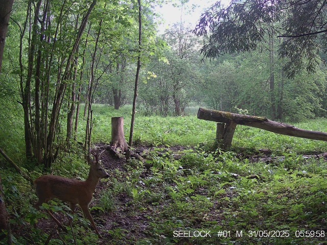 Работа фотоловушек на территории национального парка - косуля самец, лоси самка с двумя телятами и самец, стадо зубров (южная группа) на солонцах.