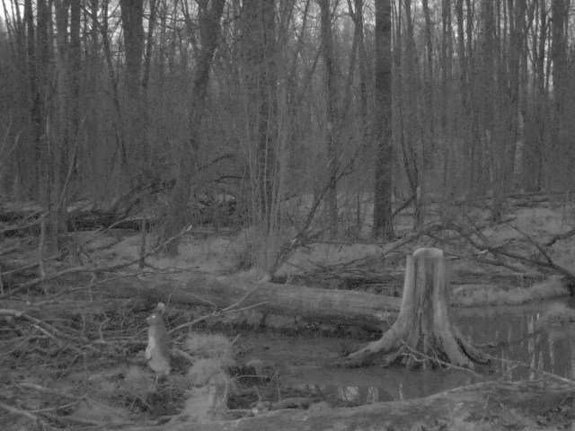 Работа фотоловушек на территории национального парка - заяц около солонца.