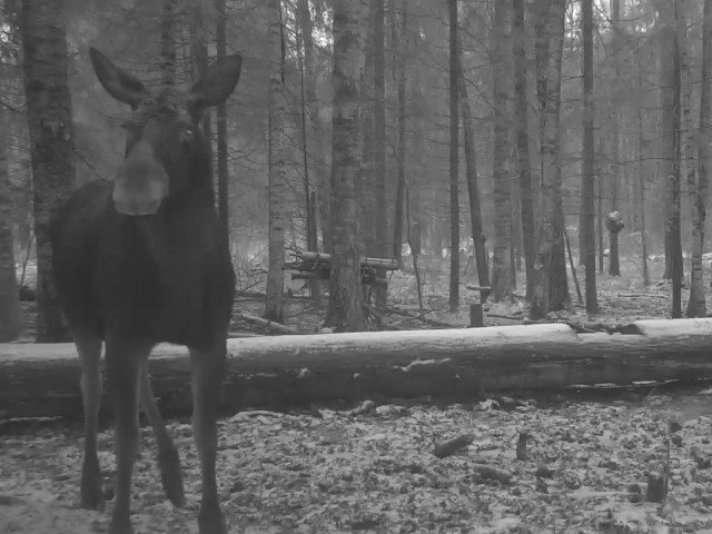 Работа фотоловушек на территории национального парка - лось на солонце обратил внимание на камере.