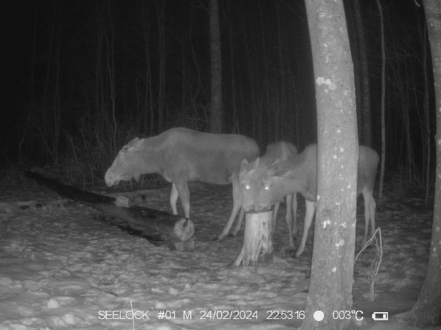 Работа фотоловушками на территории "Смоленского Поозерья" - лось, корова с двумя телятами на солонце.