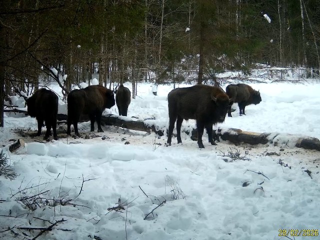 Стадо зубров (центральная группировка) в количестве 5 особейна солонце в Гласковской лесной даче. Период съёмк фотоловушки с 28 февраля по 07 марта 2026 года.