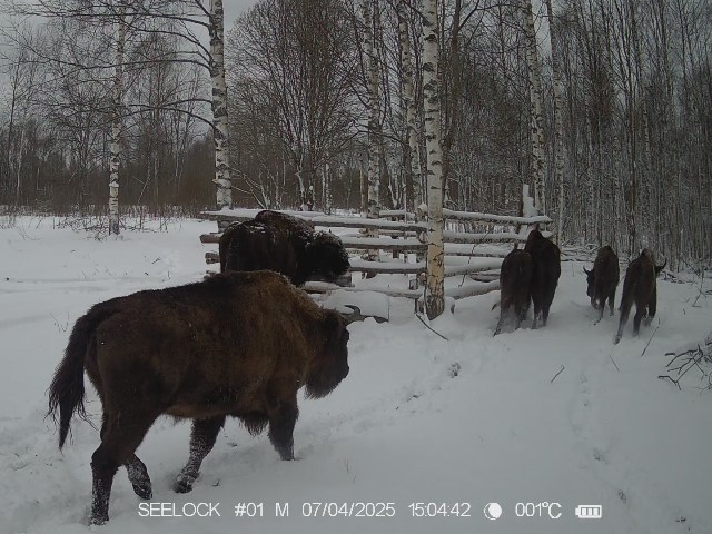 Работа фотоловушки на территории карантинного вольера в ур. Шевелёво, Гласковская лесная дача в период с 07 по 14 апреля 2025 года: