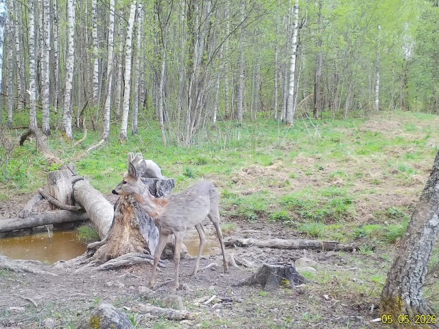 Работа фотоловушек на территории национального парка - косуля самец на солонце.