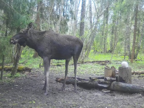 Лось на солонце (фото с фотоловушки), территория НП - начало отрастания рогов.
