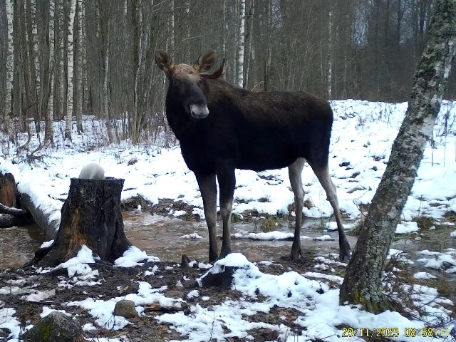 Работа фотоловушек на территории национального парка - лось самец на солонце.