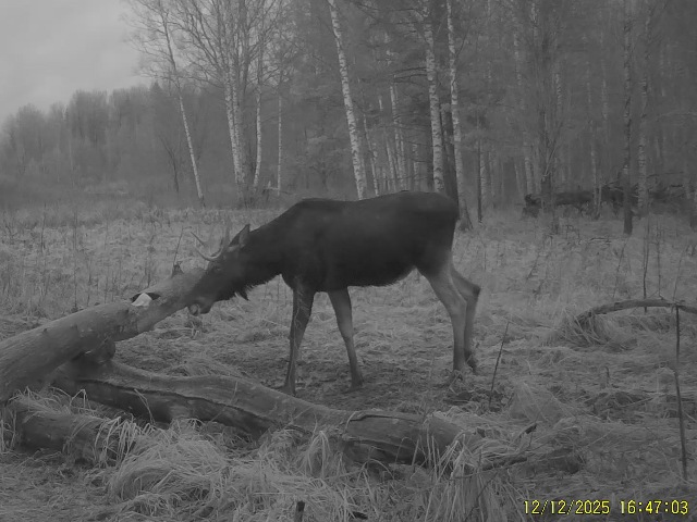 Работа фотоловушек на территории национального парка - лось самец и самка на солонце.