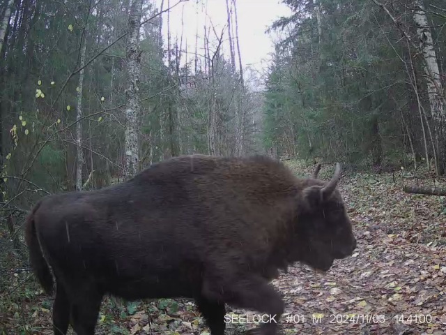 Работа фотоловушек на территории национального парка - олень самец, зубр.