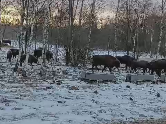 Зубры на подкормочной площадке в ур. Раковка - пришло 65 зубров.