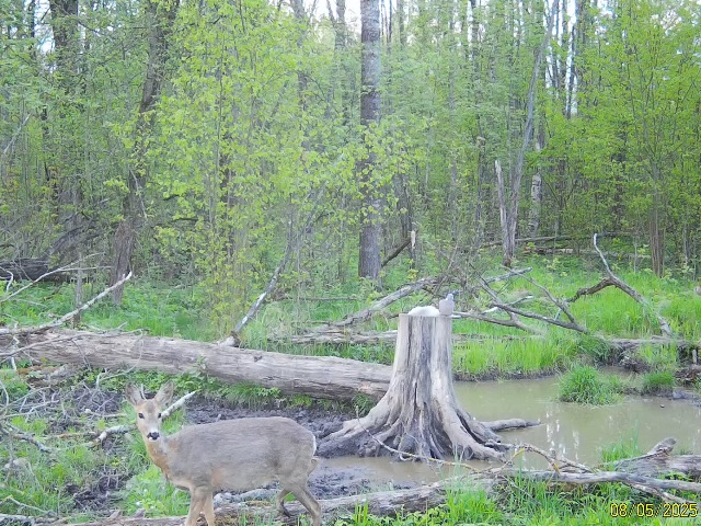 Работа фотоловушек на территории национального парка - самка косули.