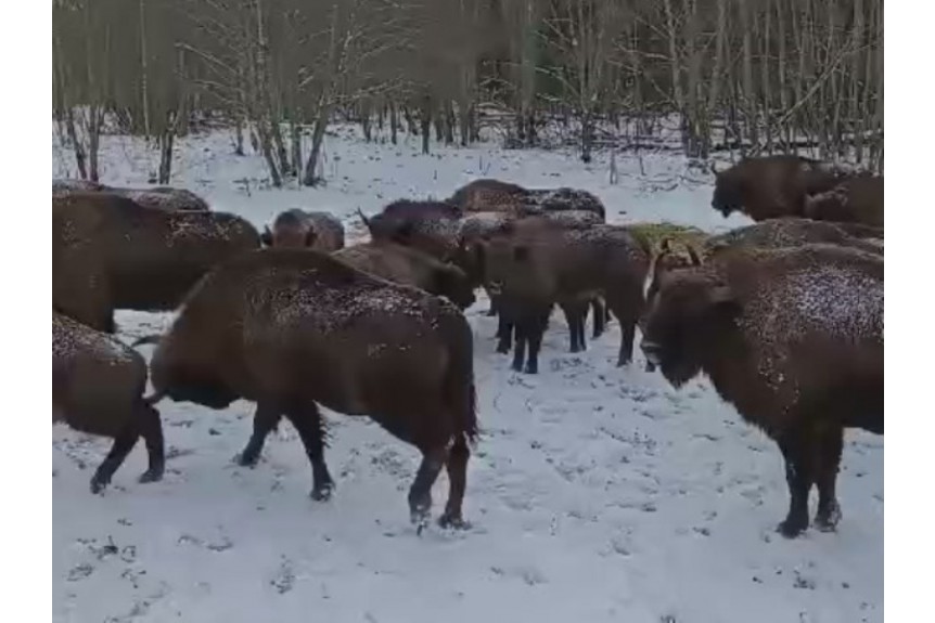 Зубры на подкормочной площадке в ур. Раковка.