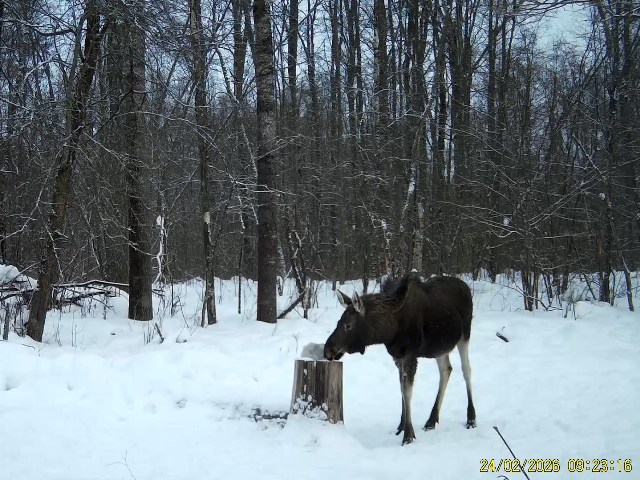 Работа фотоловушек на территории национального парка - лоси на солонце.