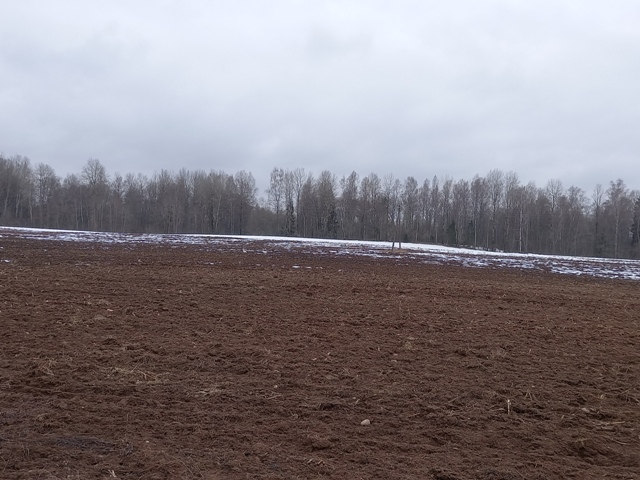 Лебедь-кликун - на поле около д. Шугайлово.