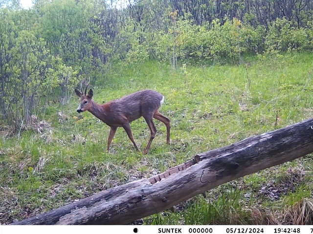 Самец косули (козёл) на одном из солонцов национального парка.