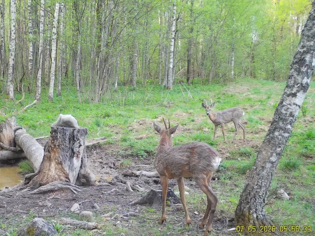 Работа фотоловушек на территории национального парка - косули на солонцах.