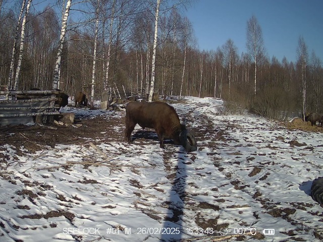 Работа фотоловушки на территории карантинного вольера в ур. Шевелёво, Гласковская лесная дача в период с 26 февраля по 9 марта 2025 года.